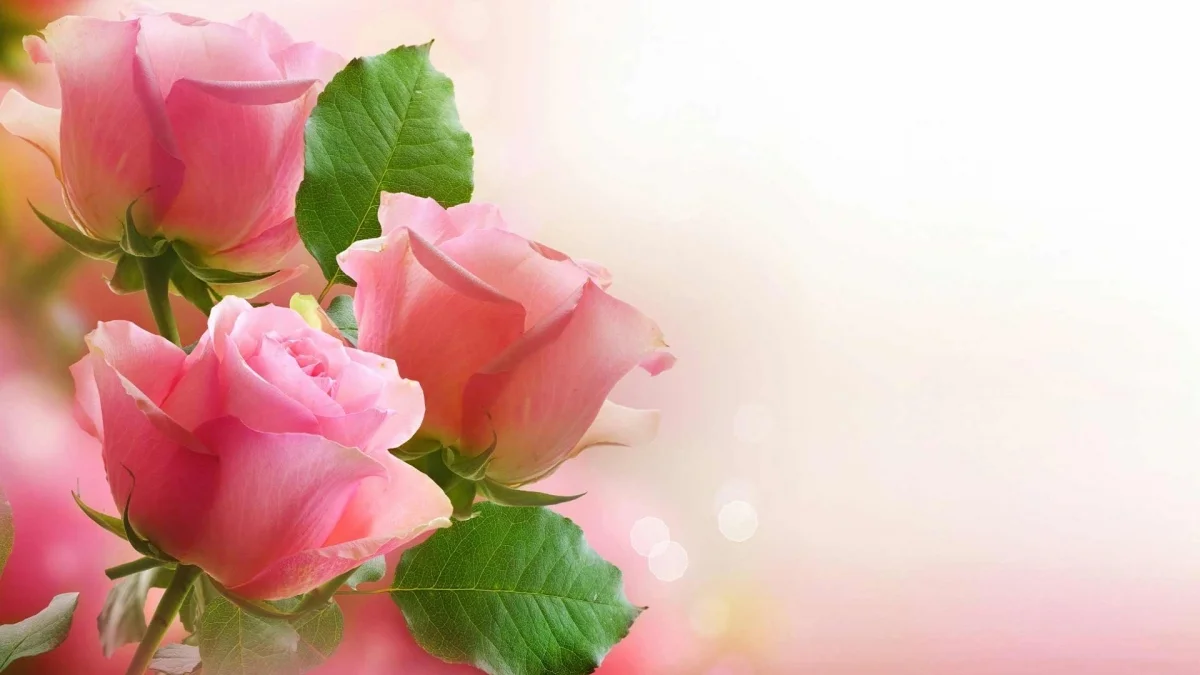 Top 10+ các mẫu background 20/10 đẹp và ấn tượng nhất