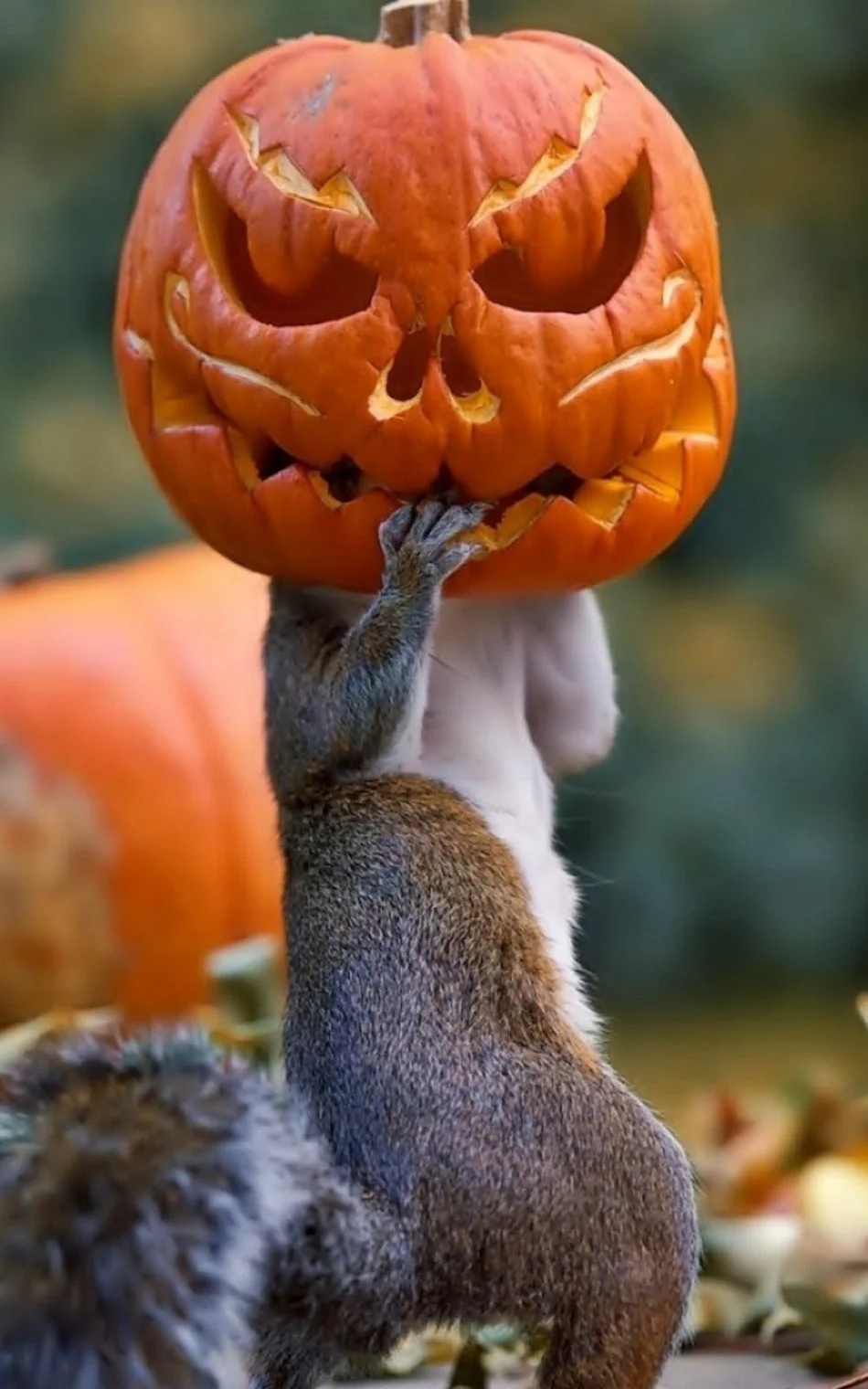 Tải ngay kho hình nền halloween độc đáo ấn tượng cho điện thoại và máy tính