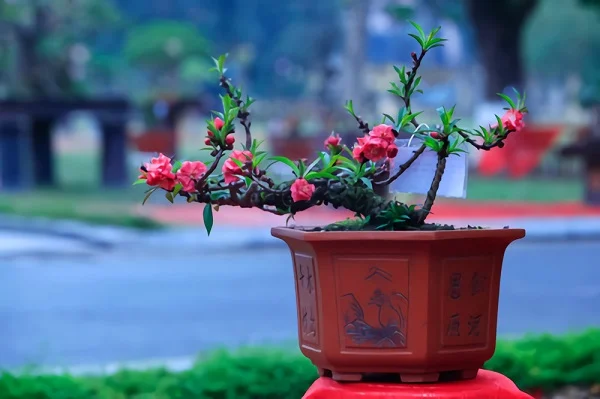 Những món quà tết dành tặng cho bố mẹ cực ý nghĩa