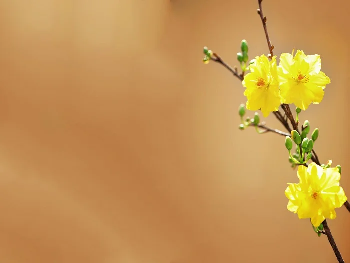 Tổng hợp 50+ mẫu background Tết độc đáo ấn tượng nhất