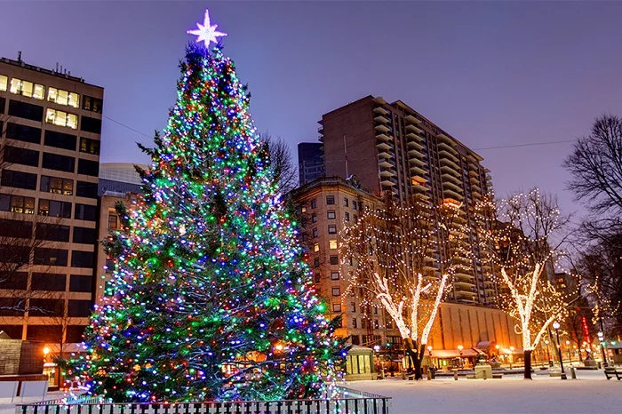 Dowload trọn bộ 50+ hình ảnh cây thông noel ấn tượng nhất 