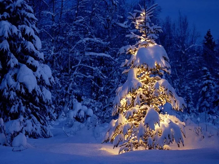 Dowload trọn bộ 50+ hình ảnh cây thông noel ấn tượng nhất 