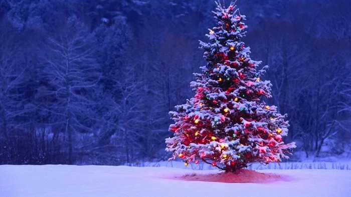 Dowload trọn bộ 50+ hình ảnh cây thông noel ấn tượng nhất 