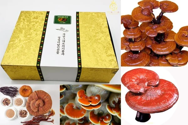 In hộp giấy đựng nấm linh chi cao cấp, sang trọng và uy tín số 1 Việt Nam