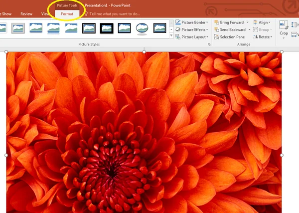 Hướng dẫn từ A-Z cách chèn ảnh vào PowerPoint