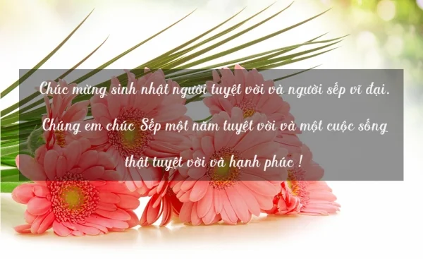 Tổng hợp 50+ mẫu thiệp chúc mừng sinh nhật sếp ấn tượng, ý nghĩa