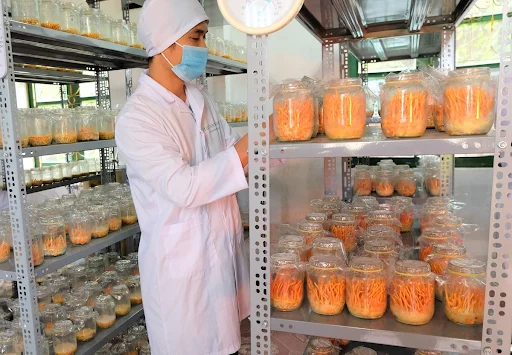 Cách nuôi đông trùng hạ thảo cho người khởi nghiệp