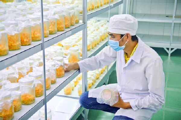 Cách trồng đông trùng hạ thảo trong phòng kín