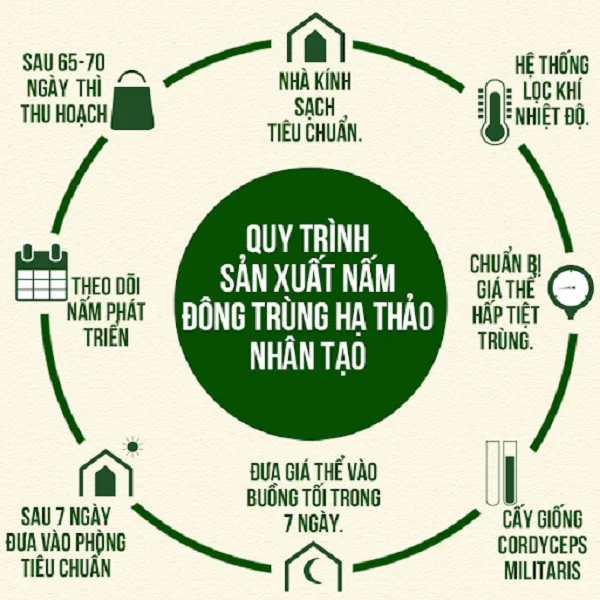 Các bước nuôi đông trùng hạ thảo