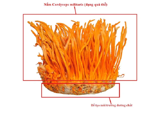 Kỹ thuật nuôi đông trùng hạ thảo