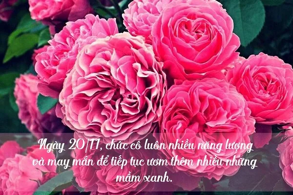 Những lời chúc ý nghĩa nhất luôn được dành tặng các thầy cô vào mỗi dịp 20/11