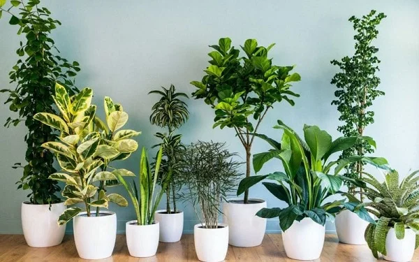 20/11 tặng gì cho mẹ làm giáo viên? Một chậu cây nhỏ để mẹ trang trí ở góc làm việc là lựa chọn đúng đắn
