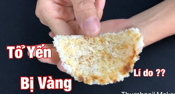 Tổ yến bị mốc vàng