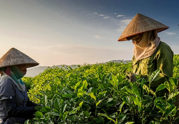 Tặng sếp dịp Tết