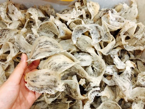 Chim yến làm tổ như thế nào? Mách bạn cách phân biệt các loại yến sào