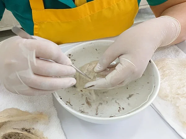 Tổ yến thô là gì? Những điều cần biết về tổ yến thô