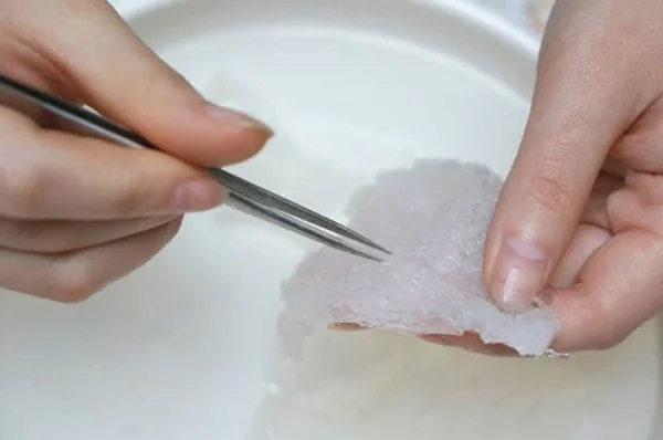 Tổ yến thô là gì? Những điều cần biết về tổ yến thô