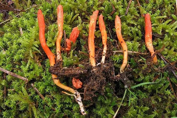 Hướng dẫn cách bảo quản đông trùng hạ thảo tươi an toàn và đảm bảo dinh dưỡng