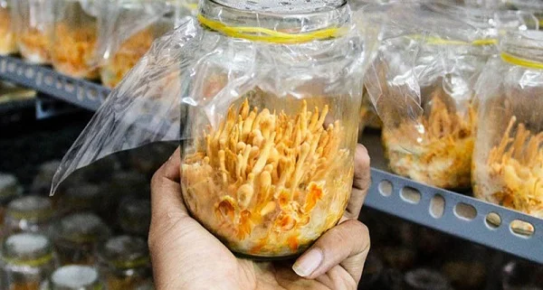 Hướng dẫn cách bảo quản đông trùng hạ thảo tươi an toàn và đảm bảo dinh dưỡng
