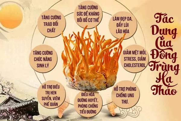Hướng dẫn cách bảo quản đông trùng hạ thảo tươi an toàn và đảm bảo dinh dưỡng