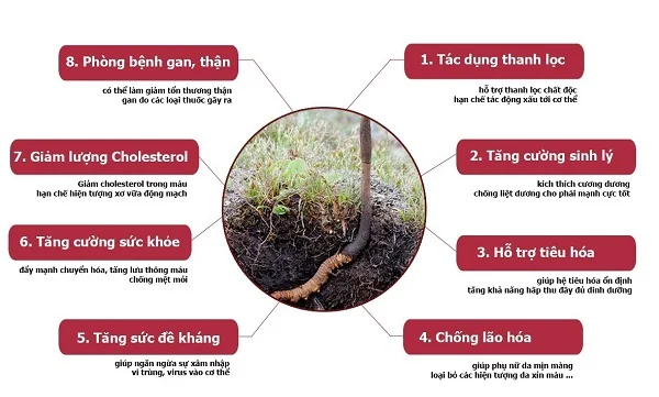 Hướng dẫn cách bảo quản đông trùng hạ thảo tươi an toàn và đảm bảo dinh dưỡng