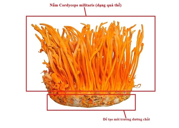 Cách nuôi đông trùng hạ thảo cho hiệu quả cao, tiết kiệm chi phí