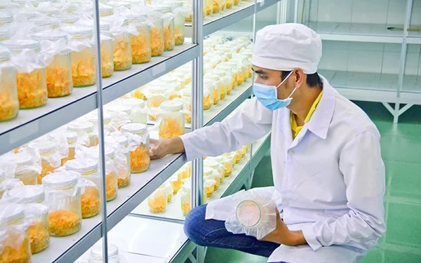 Cách nuôi đông trùng hạ thảo cho hiệu quả cao, tiết kiệm chi phí