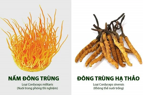 Đông trùng hạ thảo là gì? Tác dụng của đông trùng hạ thảo đối với sức khỏe con người