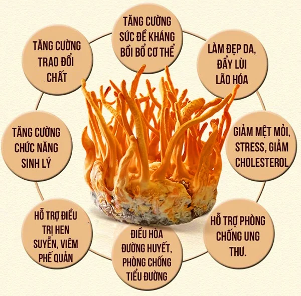 Đông trùng hạ thảo là gì? Tác dụng của đông trùng hạ thảo đối với sức khỏe con người