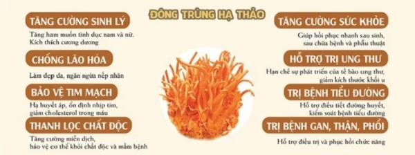 Lưu ý khi nào không nên uống đông trùng hạ thảo? Dùng lúc nào tốt nhất?