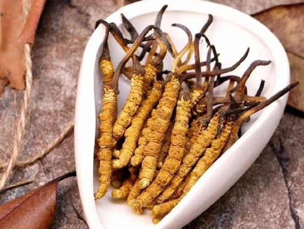Hướng cách phân biệt đông trùng hạ thảo thật giả đơn giản và chính xác