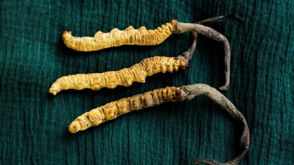Hướng cách phân biệt đông trùng hạ thảo thật giả đơn giản và chính xác