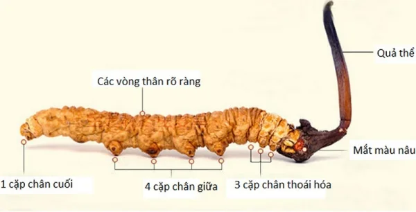 Hướng cách phân biệt đông trùng hạ thảo thật giả đơn giản và chính xác