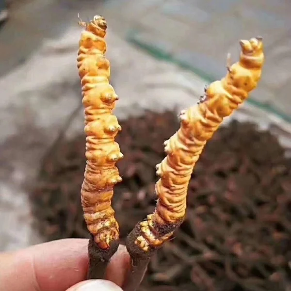 Hướng cách phân biệt đông trùng hạ thảo thật giả đơn giản và chính xác