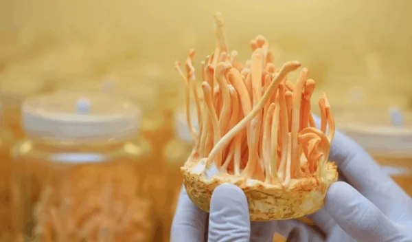 Hướng cách phân biệt đông trùng hạ thảo thật giả đơn giản và chính xác