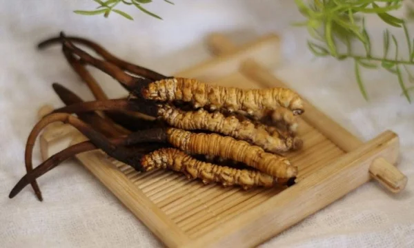 Hướng cách phân biệt đông trùng hạ thảo thật giả đơn giản và chính xác