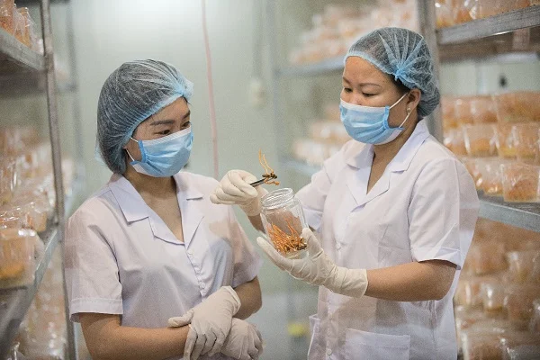 Quy trình sản xuất đông trùng hạ thảo đạt chuẩn tại Việt Nam