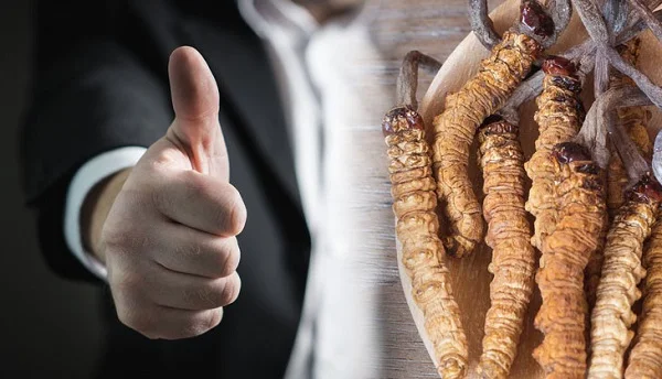 Top 8+ Tác dụng của đông trùng hạ thảo với nam giới