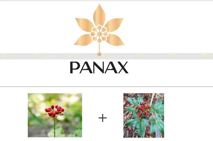 [Branding] Thiết kế bộ nhận diện thương hiệu cho thương hiệu sâm Panax cao cấp