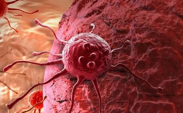 Những tác dụng của đông trùng hạ thảo với phụ nữ có thể bạn chưa biết