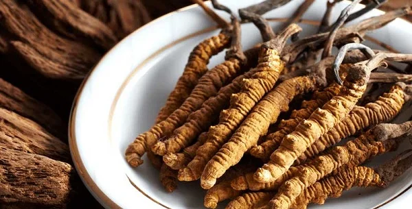 Những tác dụng của đông trùng hạ thảo với phụ nữ có thể bạn chưa biết