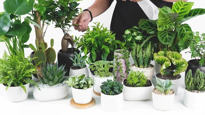 Tặng cây để bàn là một lựa chọn khéo léo cho quà 20-10