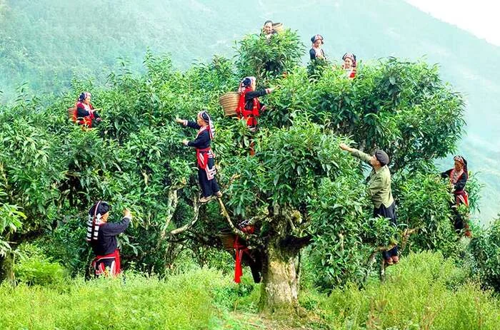 Người dân thu hoạch, làm trà 