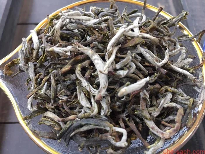 Trà cổ thụ Tà Xùa