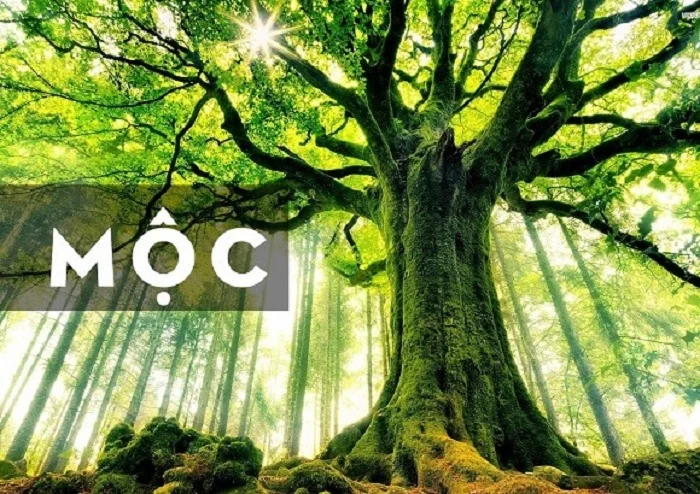 Màu hợp mệnh mộc là gì? Cách chọn màu sắc thiết kế logo hợp phong thủy cho người mệnh mộc