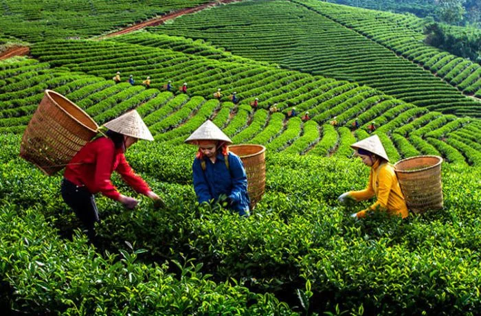 Thương hiệu trà Mộc Châu