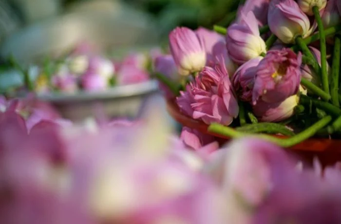 Thương hiệu trà sen Tây Hồ