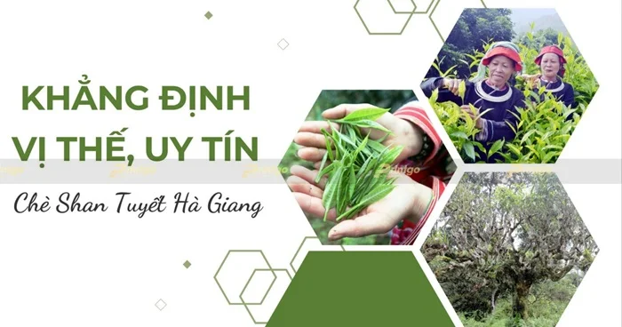 Chè Shan Tuyết đặc sản huyện Hà Giang