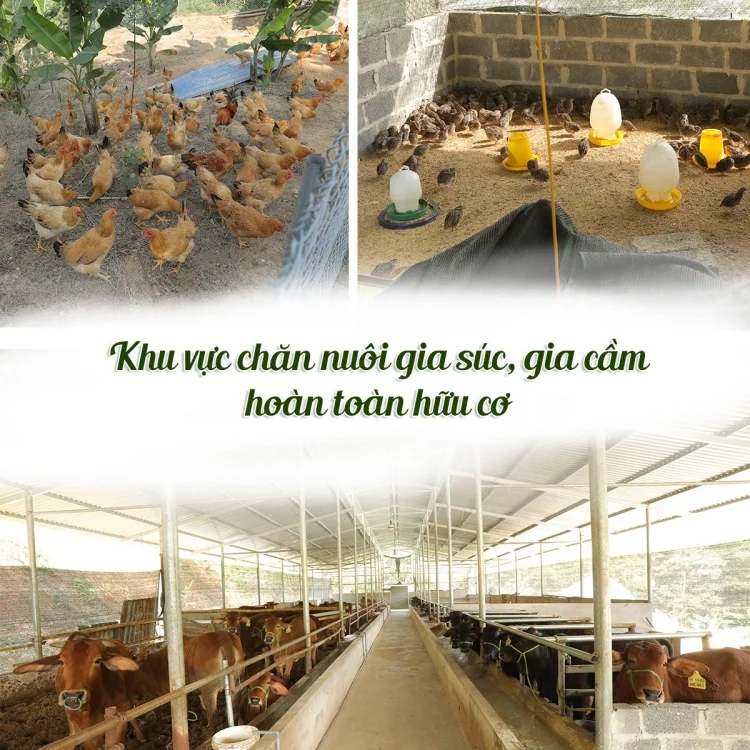 cow farm va printgo thiet ke va in an bao bi bo kho h mong dang ky du thi chung nhan ocop 12 1718598703