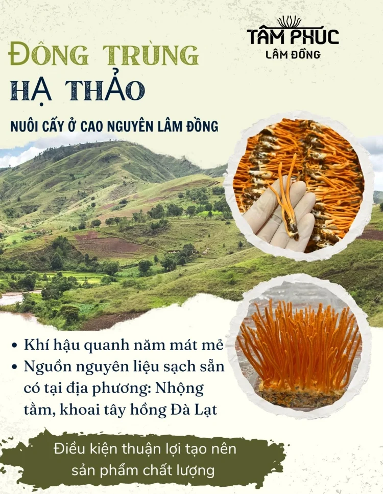 tam phuc va printgo in hop dung ruou dong trung ha thao khang dinh gia tri san pham 10 1718247057